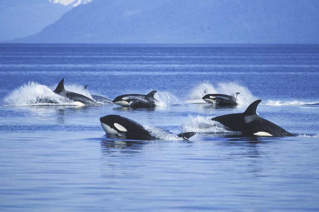 Foto de um bando de orcas.