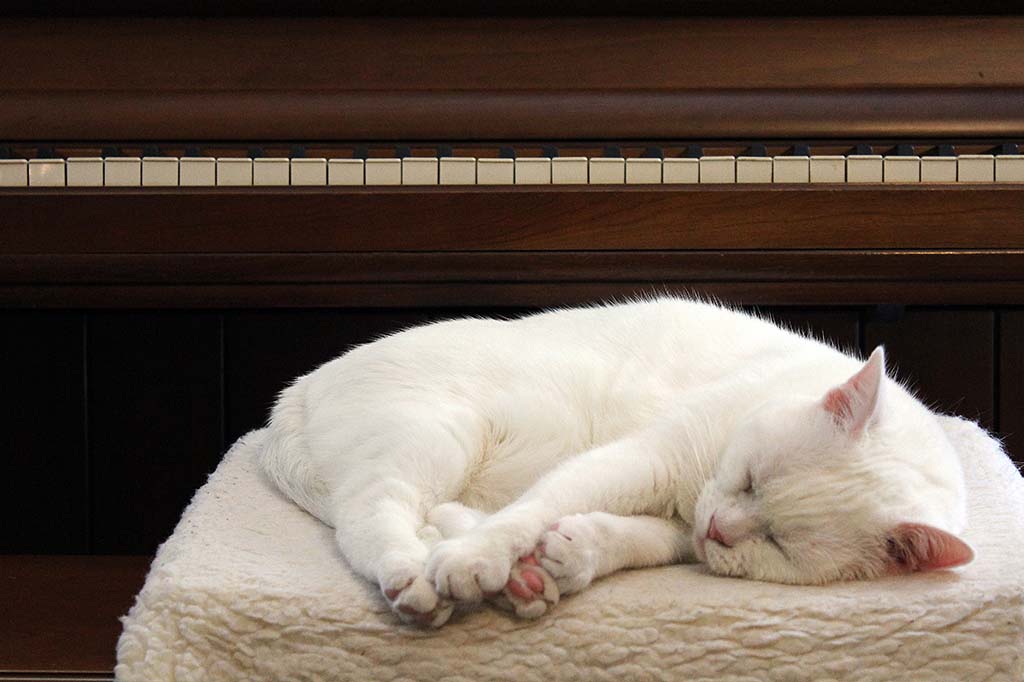 Fotografia de um gato branco dormindo ao lado de um piano.