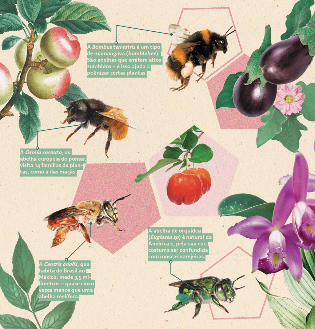 Colagem com 4 abelhas selvagens e as plantas que elas polinizam.