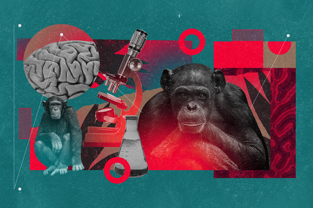 Colagem com macacos, instrumentos de laboratório e cérebro.