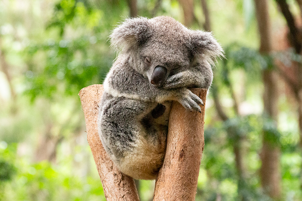 Fotografia de um coala dormindo apoiado em troncos de árvore, na floresta.