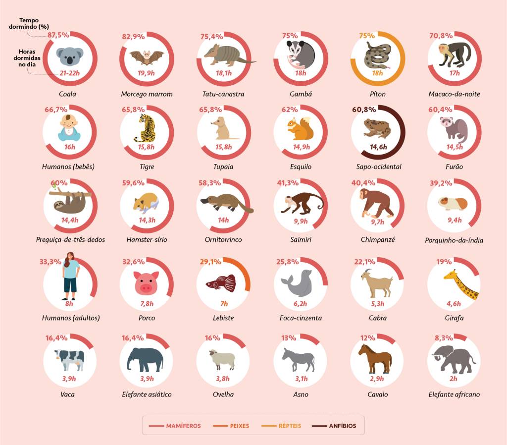 SI_445_orcl-grafico_site2 Infográfico com múltiplos gráficos apontando as horas dormidas e a porcentagem de tempo dormido, em um dia, de 30 espécies de animais diferentes.