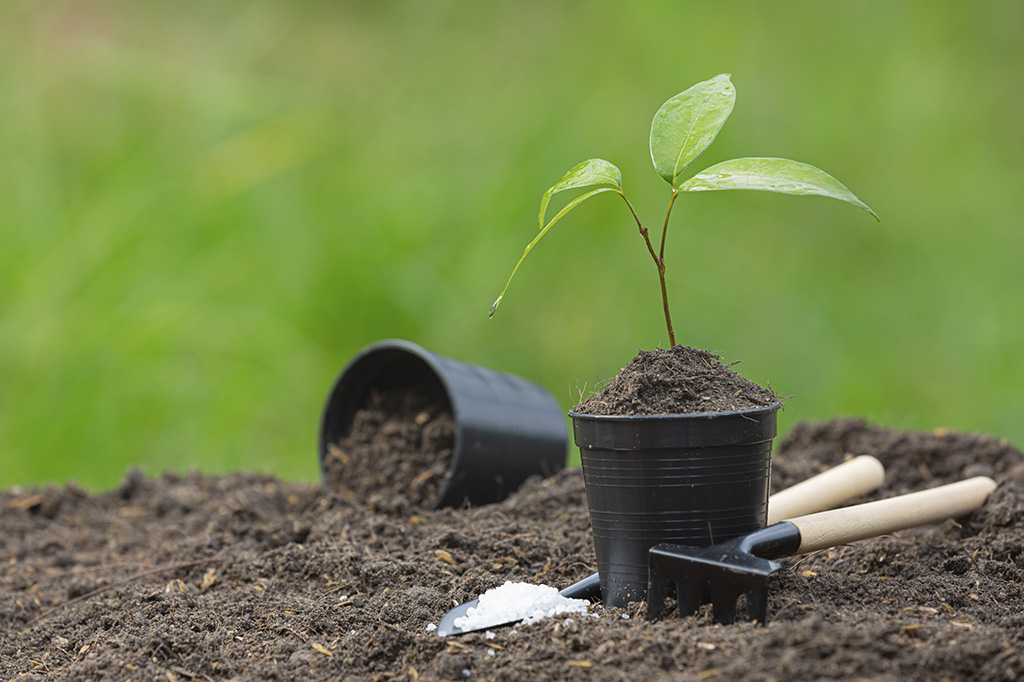 Foto mostrando uma pequena muda de árvore em um vazinho preto e de plástico, pronta para ser plantada. Ao lado vemos bastante terra espalhada no solo e algumas ferramentas de jardinagem.