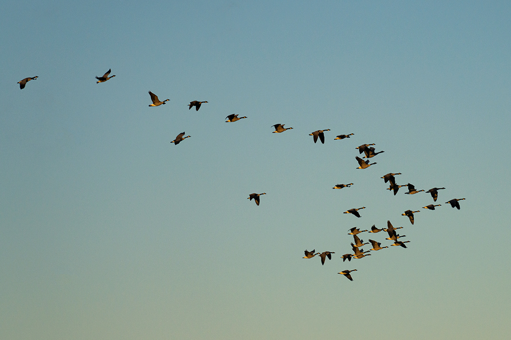 Foto de gansos voando.