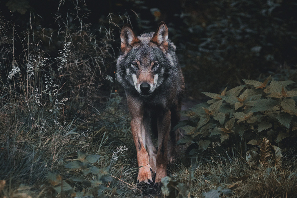 Foto de um lobo saindo do meio da mata.