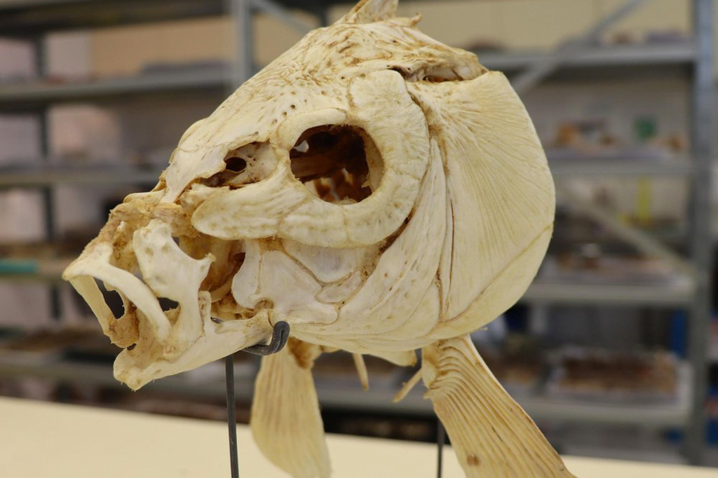 Foto de um cranio de peixe.