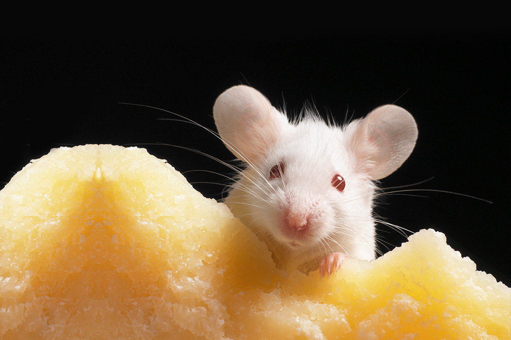 Fotografia de um rato atrás de um queijo.