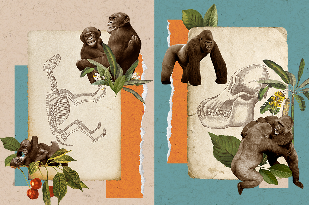 Colagem com bonobos do lado esquerdo, pedaços de papel de folhas e gorilas brigando do lado direito.