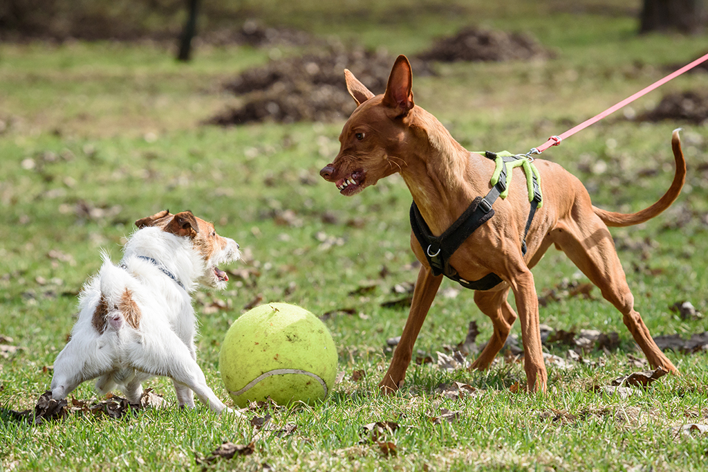 Humanos têm dificuldade em reconhecer sinais agressivos em humanos e cães