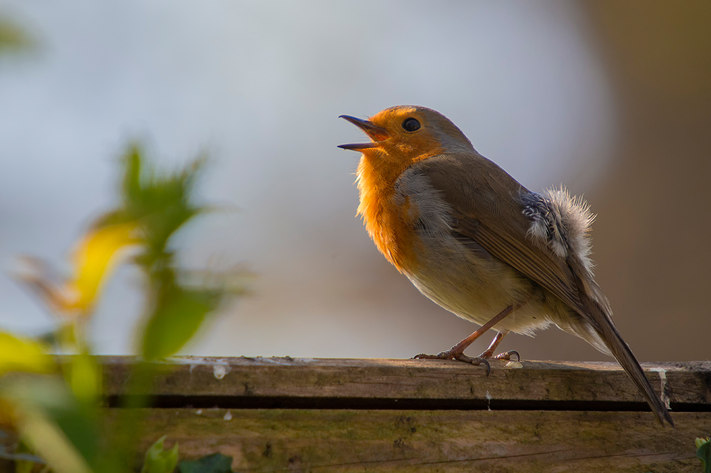 O barulho do trânsito pode deixar pássaros mais agressivos