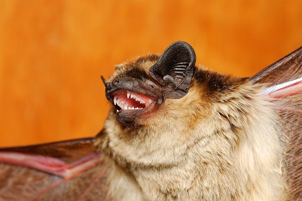 Close up de um morcego da espécie Myotis daubentonii com a boca aberta, parece estar vocalizando.