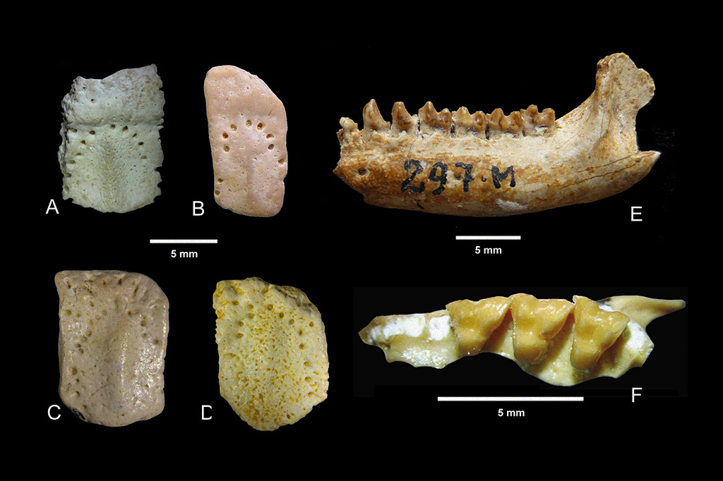 deriva-continental_site1 Cingulados (A-D) e metatérios (E-F) da Bacia de Itaboraí. A e B placas da região móvel, C e D placas da região fixa do mais antigo tatu conhecido, Riostegotherium. E, mandíbula incompleta com dentes pré-molares e molares de Guggenrheimia; F, fragmento de maxila com dentes molares de Mirandatherium.