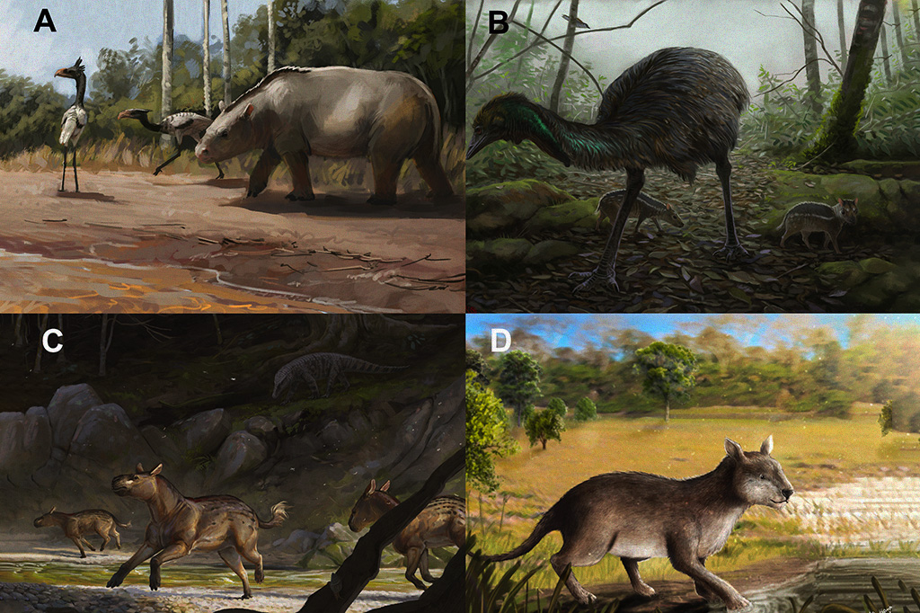 Reconstituição em vida de alguns mamíferos e outros vertebrados da Bacia de Itaboraí. A, Carodnia (mamífero da ordem Xenungulata) e Paleopsilopterus (ave da família Phorusrhacidae); B, Protolipterna (mamífero da ordem Litopterna) e Diogenornis (ave da família Rheidae); C, Lamegoia (mamífero do grupo "Condylarthra") e Sahitisuchus (crocodilo da família Sebecidae); D, Nanolophodon (mamífero da ordem Notoungulata). A, B, C, paleoarte de Julia D'Oliveira; D, paleoarte de Luciano Vidal.