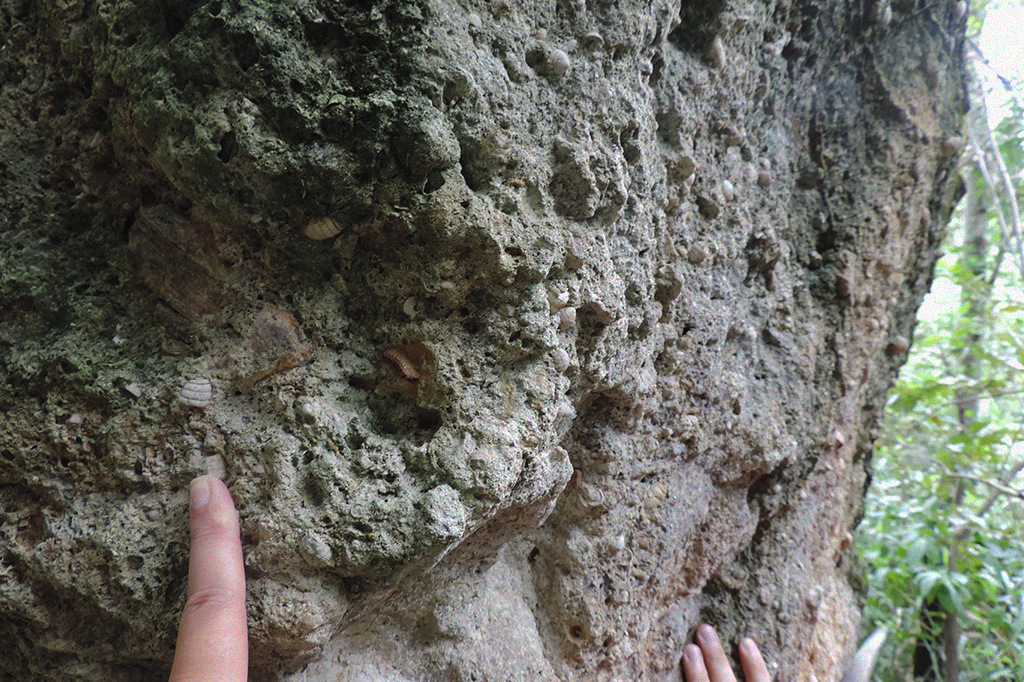 Calcretes com fósseis de gastrópodes.