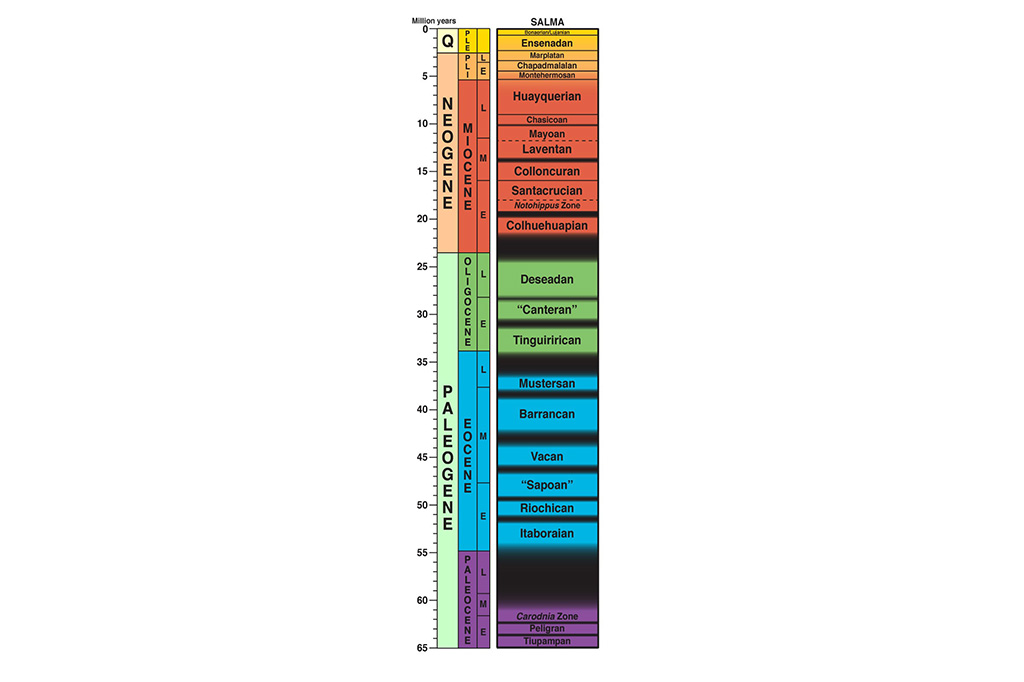 Coluna geocronológica com as Idades-Mamífero-Terrestre Sul-Americanas, mostrando o posicionamento da idade Itaboraiense (Itaboraian em inglês).