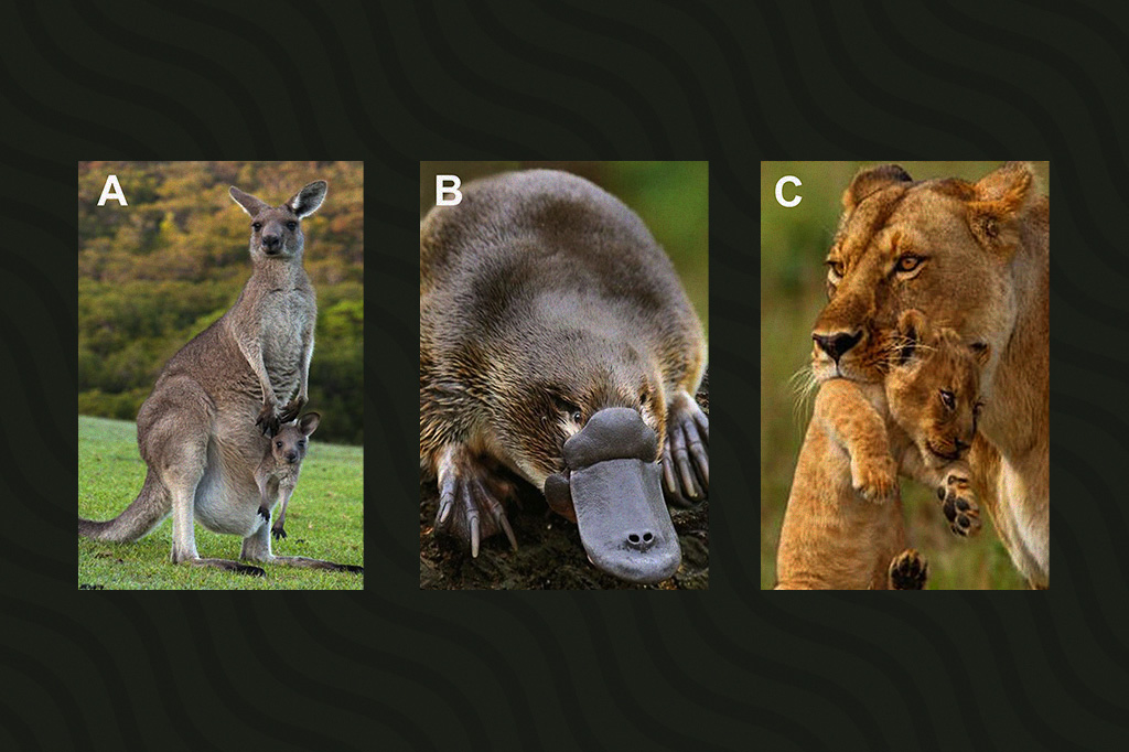Exemplos de mamíferos atuais: A, canguru (Metatheria); B, ornitorrinco (Prototheria); C, leoa (Eutheria).