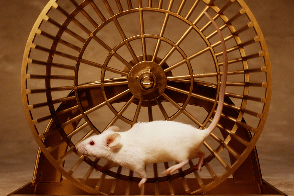 Foto de um rato correndo em sua roda.