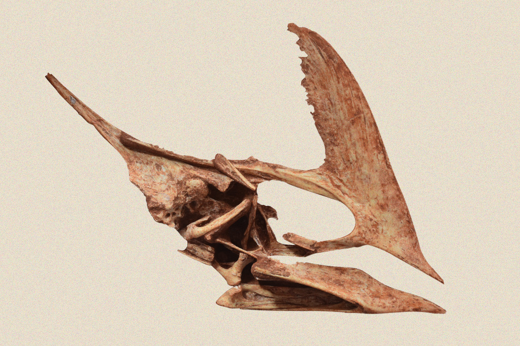 Foto do crânio de pterossauro encontrado no Paraná.