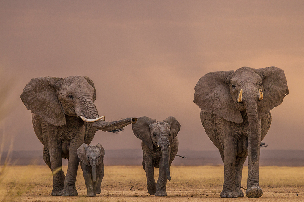 Foto de 2 elefantes adultos com 2 elefantes filhotes.