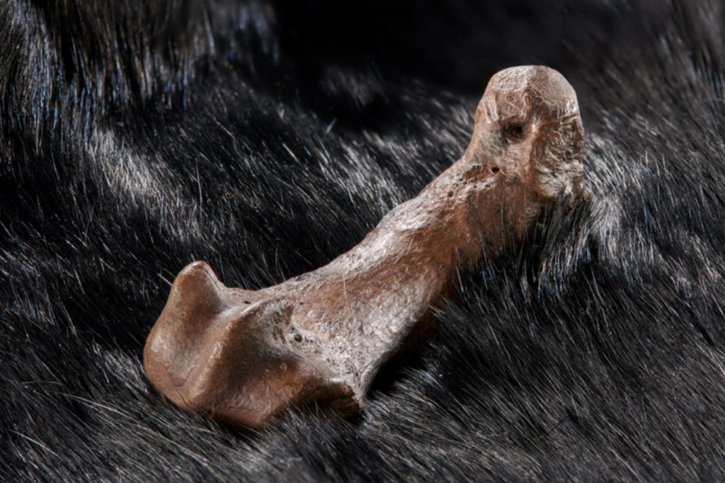 Foto de um osso de urso com marcas de corte.