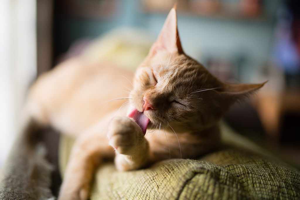 Um gatinho em cima de um sofá lambendo suas patas.