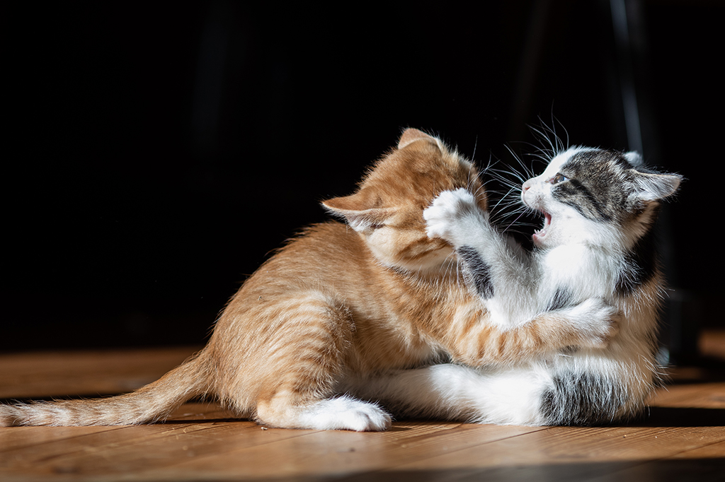 Dois gatinhos, um laranjinha e outro cinza com branco, brincam de lutar juntos.