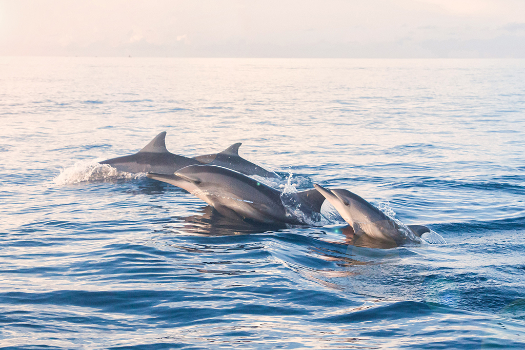 Grupo de golfinhos nadando no mar.