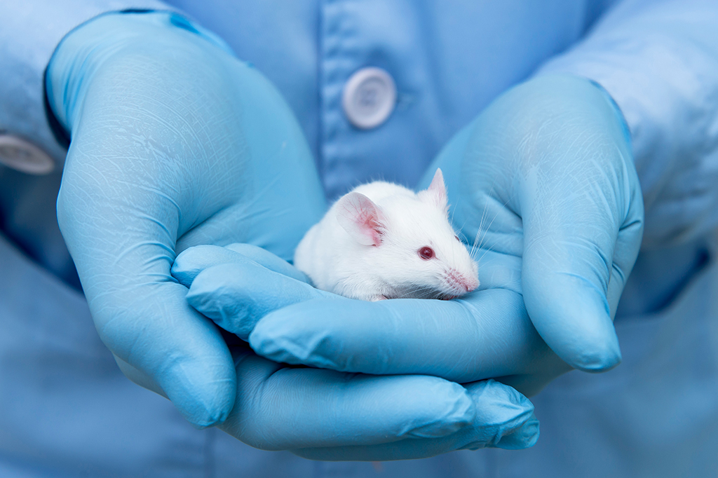 Close nas mãos de uma pessoa equipada com EPIs de laboratório segurando um ratinho.