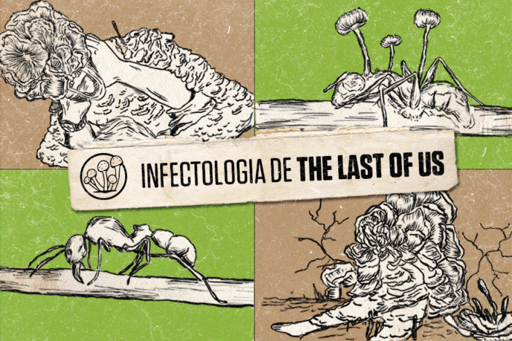 The Last of Us: Fungo Cordyceps é real e existe no Brasil