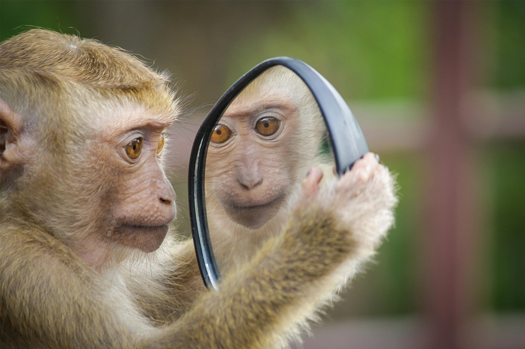 Imagem de um macaco se olhando através de um espelho.