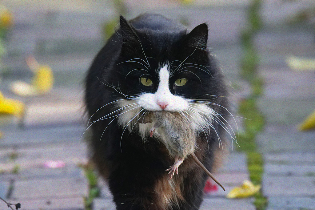 Foto de um gato frajola segurando um rato morto na boca.