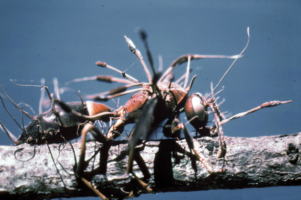 Foto de uma vespa parasitada pelo fungo Cordyceps.