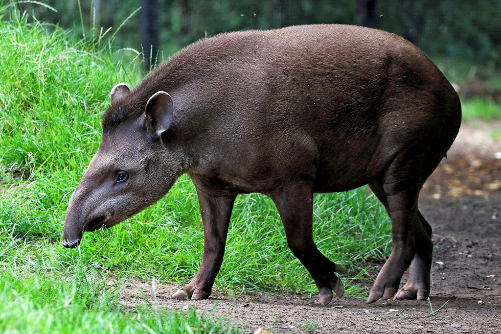 Expedição vai procurar indícios históricos de anta extinta na Caatinga