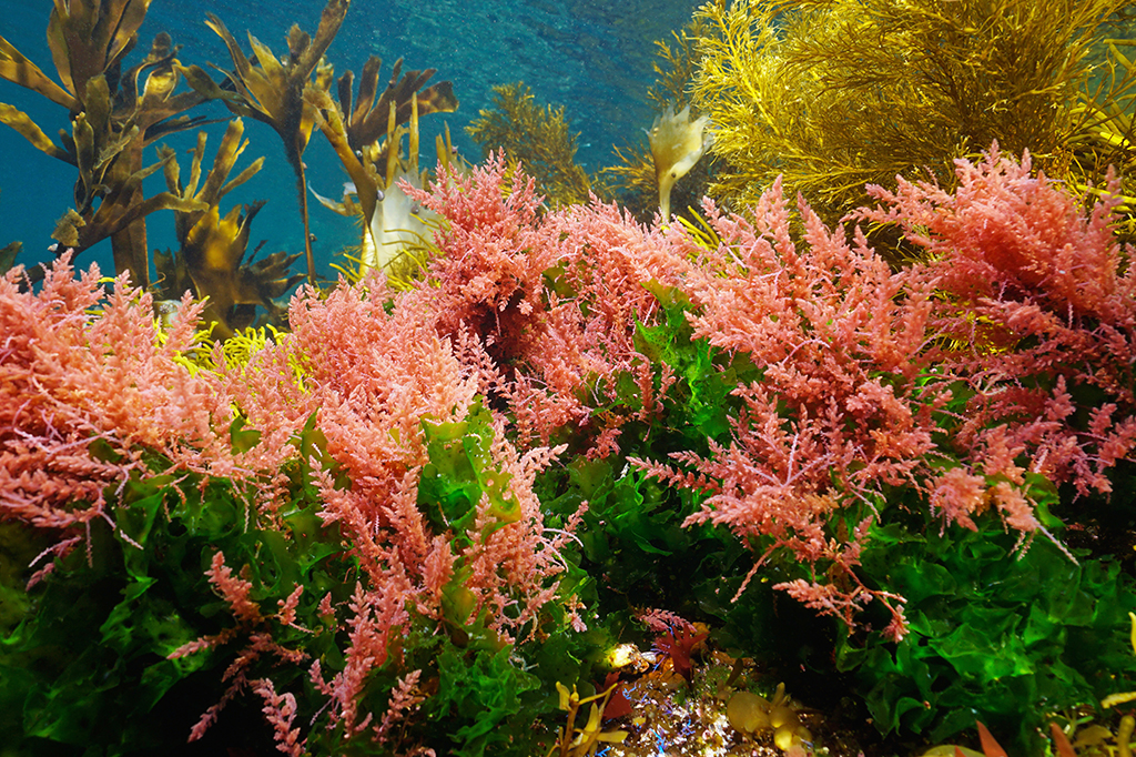 Diversas algas marinas no fundo do mar.