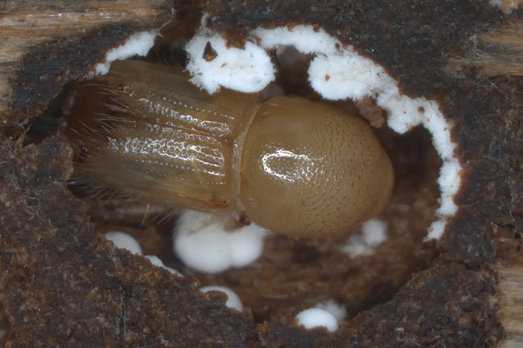 Imagem de um besouro em volta dos fungos.
