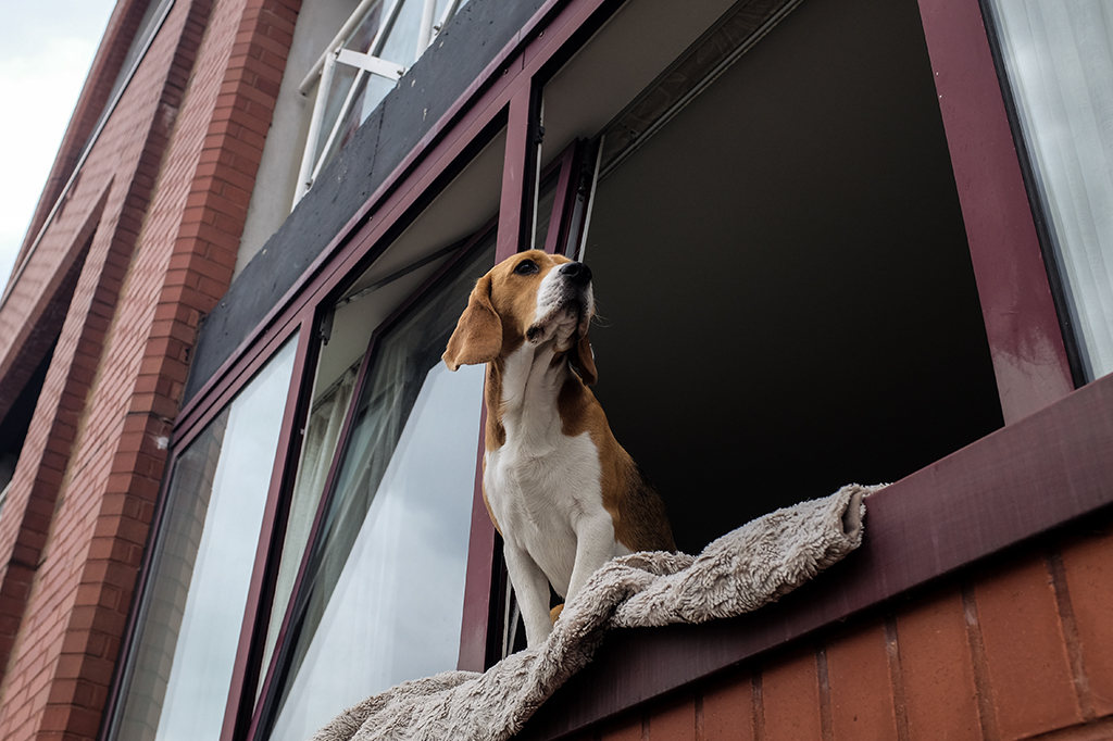 Um cachorro olhando atento para fora da janela.