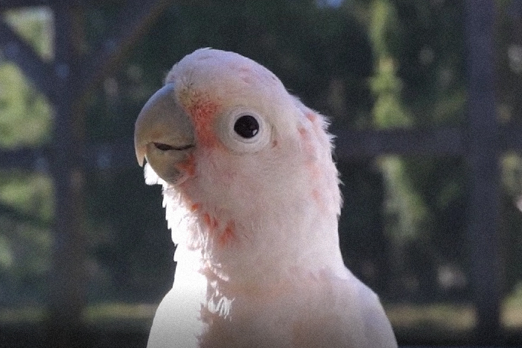 Fotografia da cacatua.