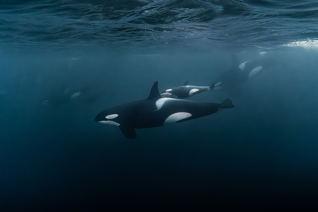 Mãe e filhote de baleias orcas nadando no mar.