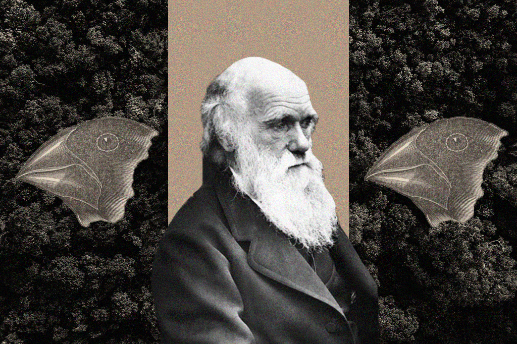 Montagem de imagem de tentilhões e Darwin.