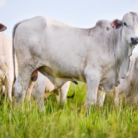Besouros rola-bosta, essenciais na pecuária, sofrem com ivermectina dada ao  gado