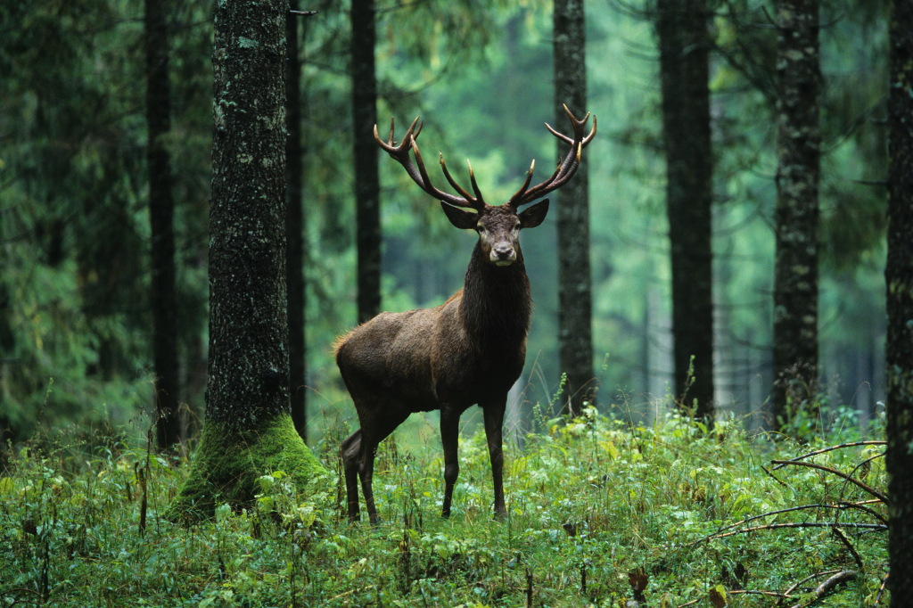 Fotografia de um animal silvestre no meio de uma floresta.