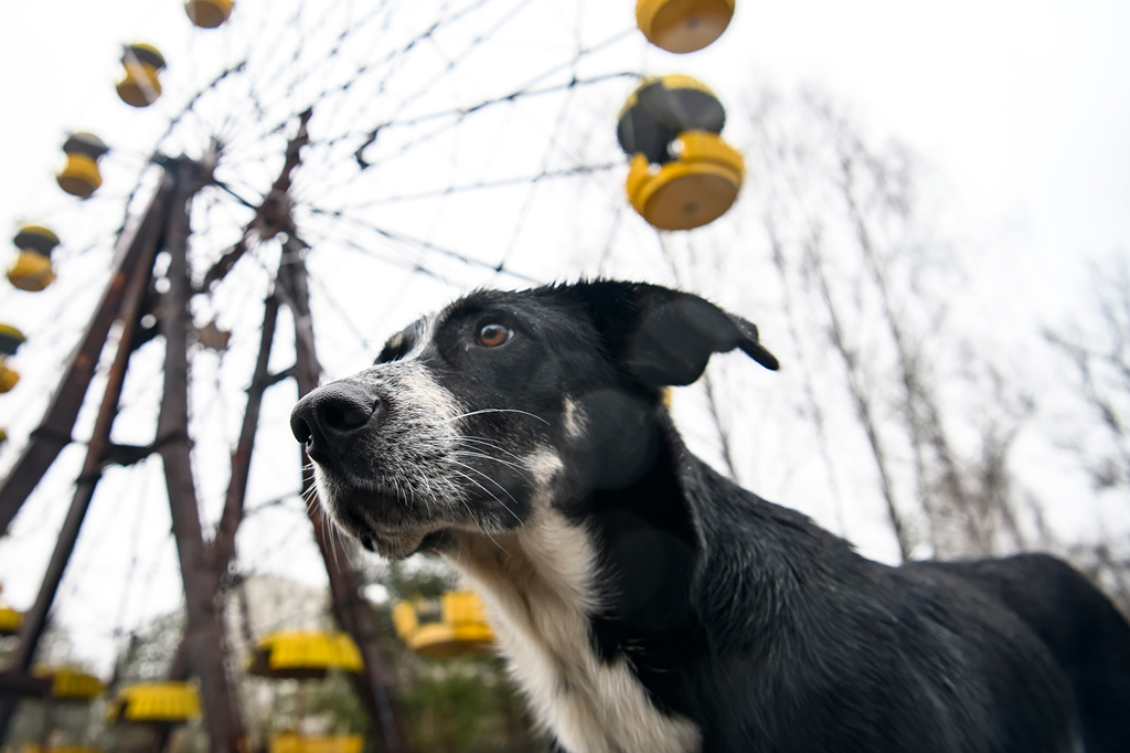 Cão abandonado em parque de diversões da cidade fantasma de Pripyat na zona de exclusão de Chernobyl