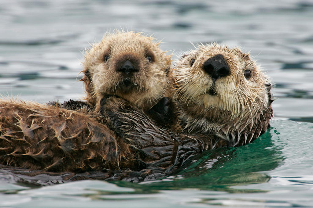 Foto de duas lontras abraçadas dentro d'agua.