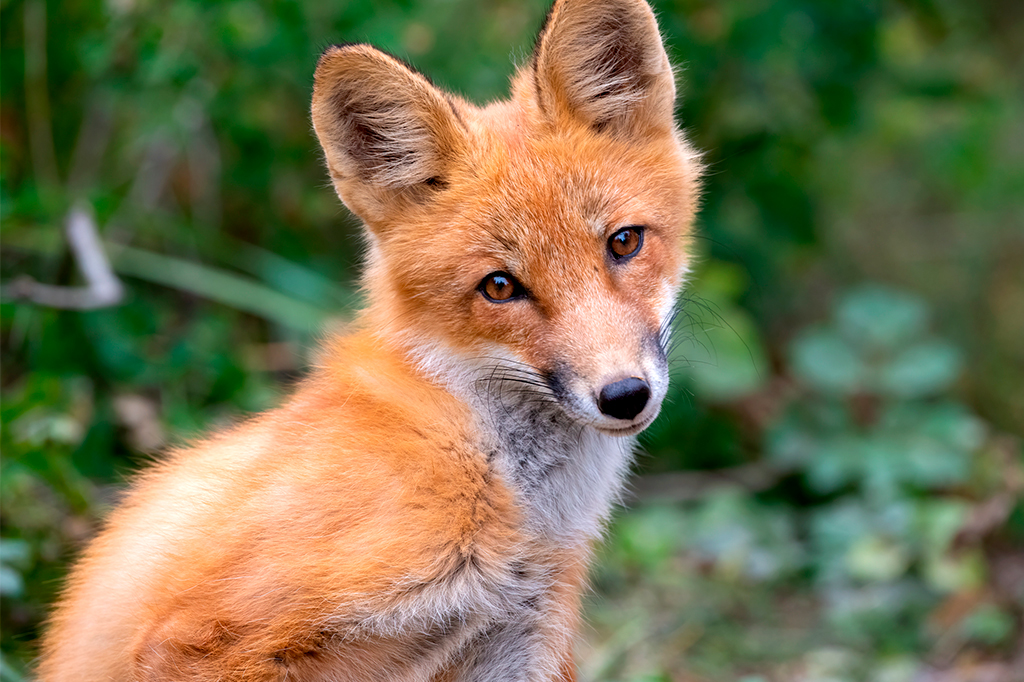 Foto de uma raposa no meio da floresta.