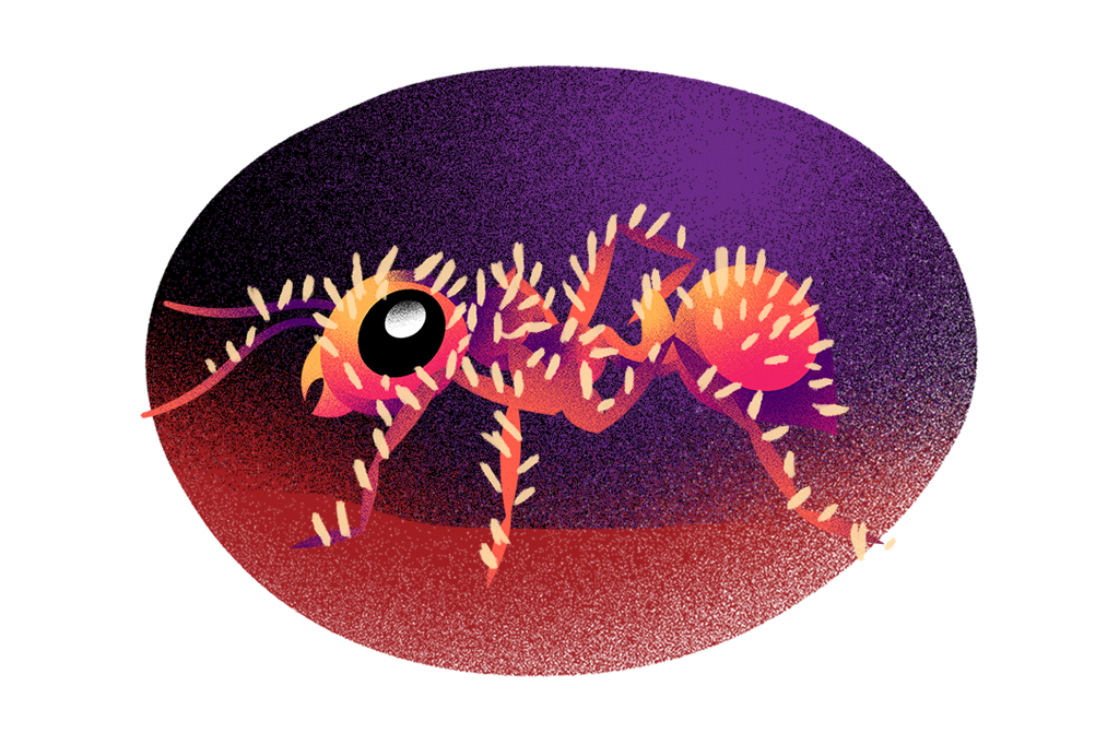 Ilustração de uma formiga infectada.