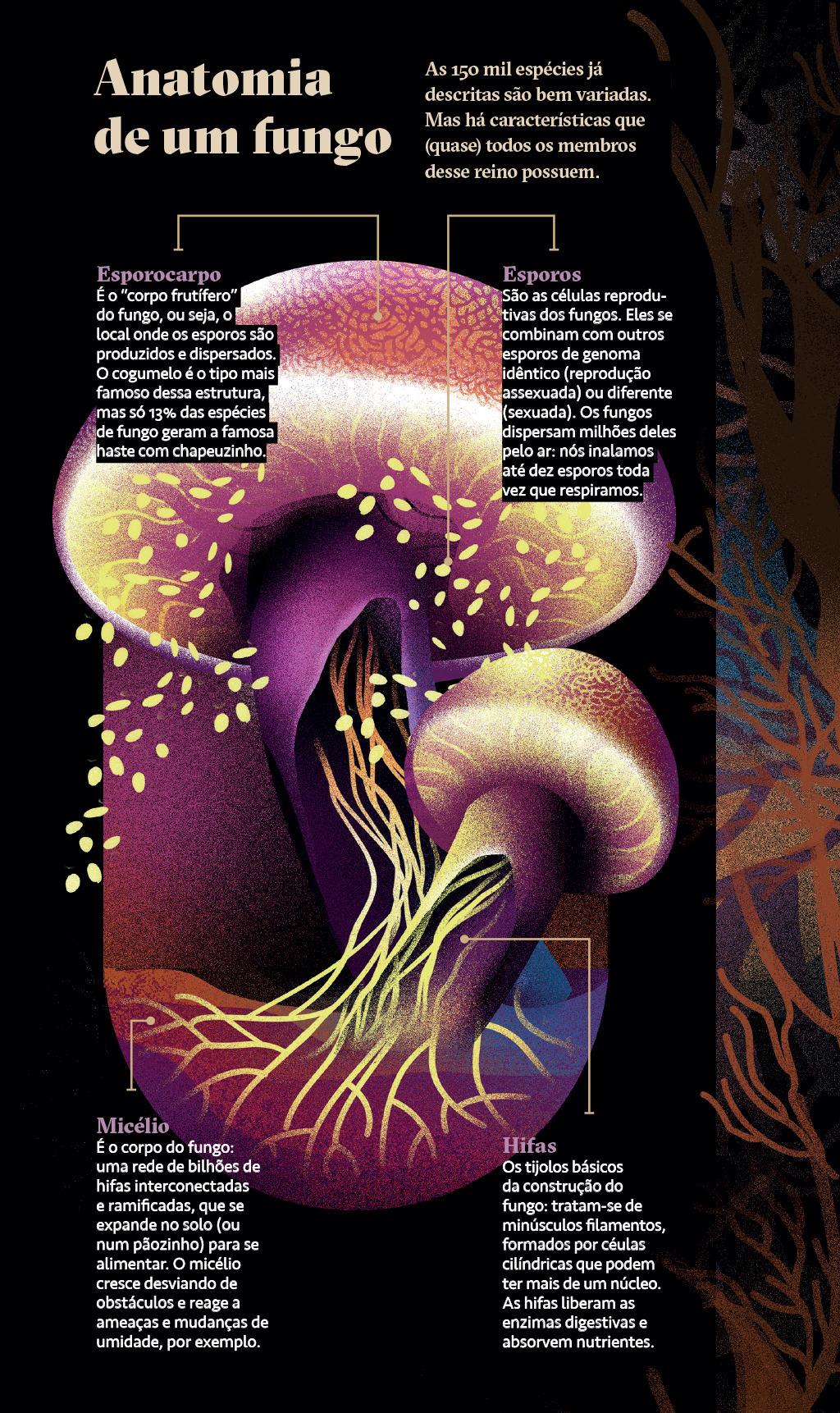 Infográfico mostrando a anatomia de um fungo.