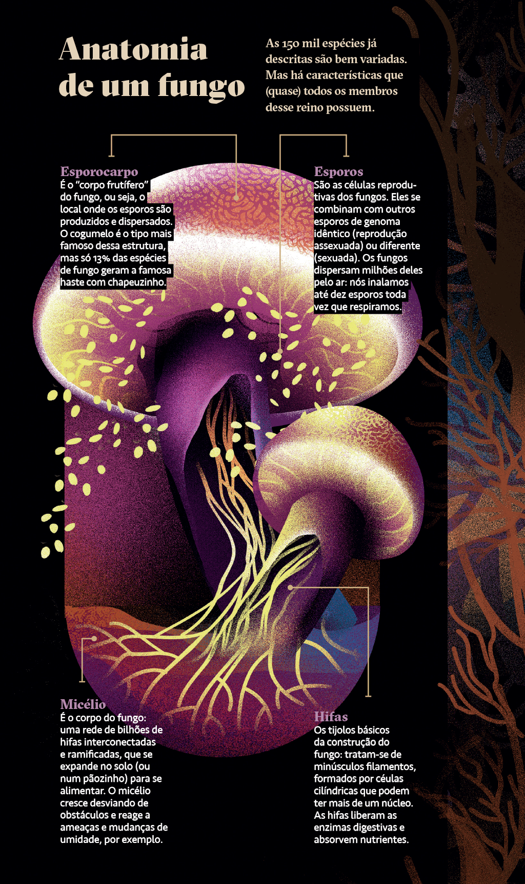 Infográfico mostrando a anatomia de um fungo.