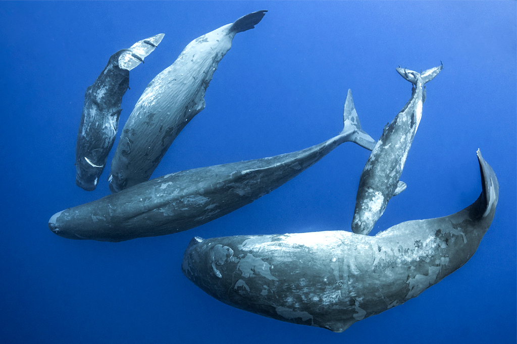 Baleias interagindo no fundo do mar.