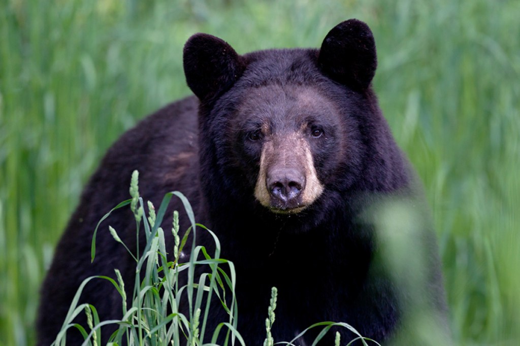 Um urso do filme urso