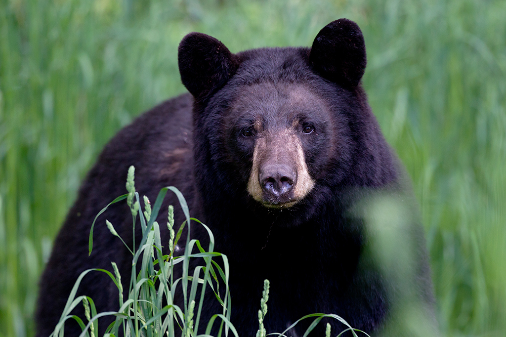 Foto de um urso-negro.